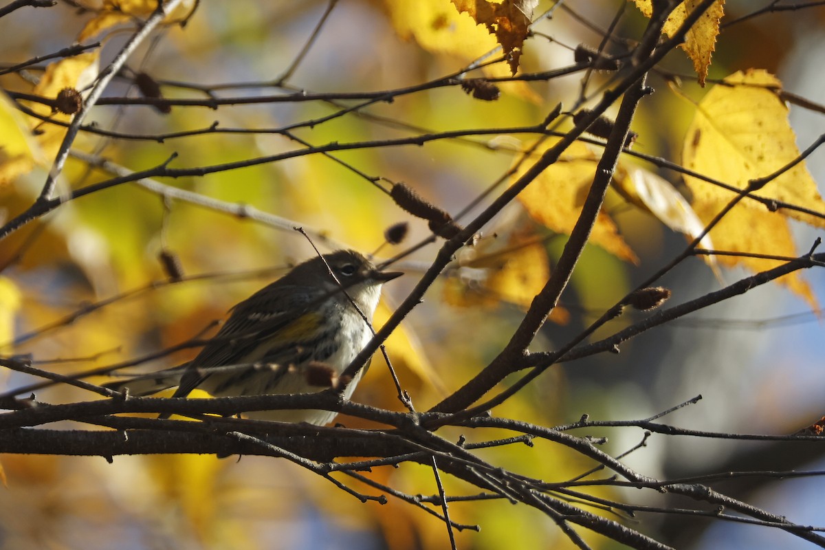 Yellow-rumped Warbler (Myrtle) - Larry Therrien