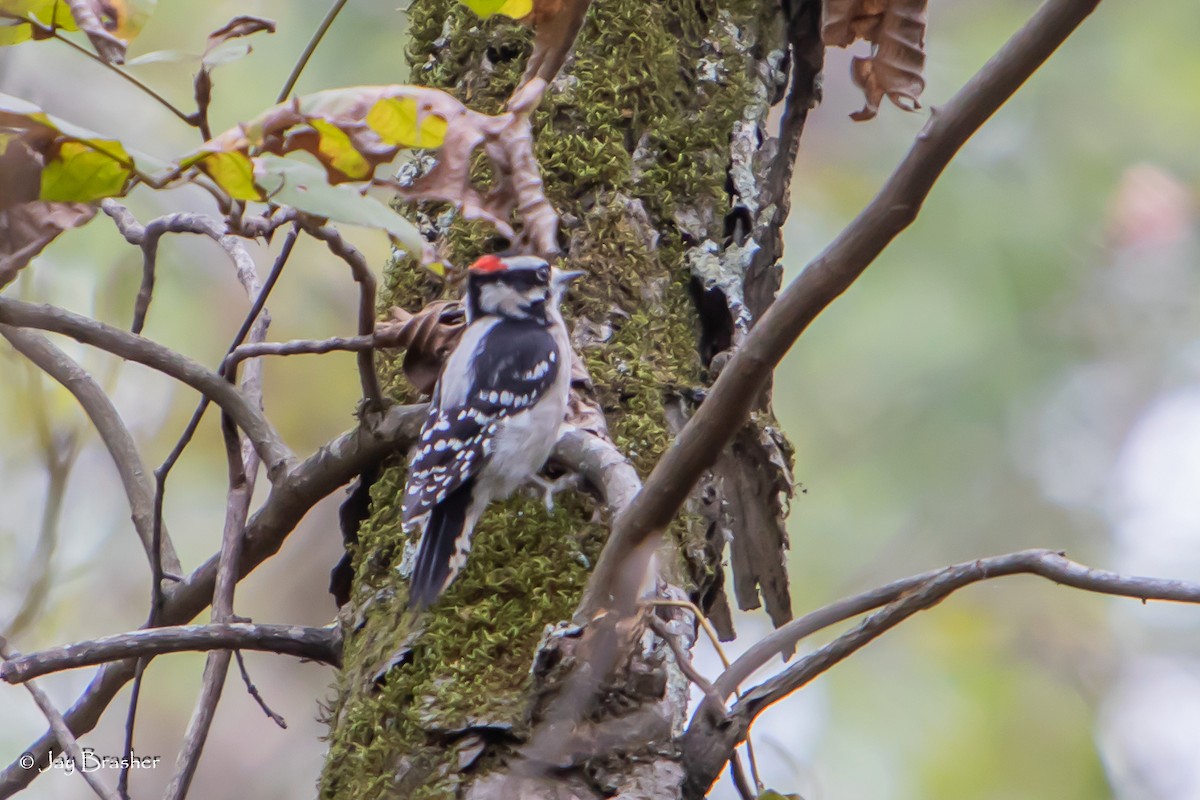 Downy Woodpecker - ML625288477