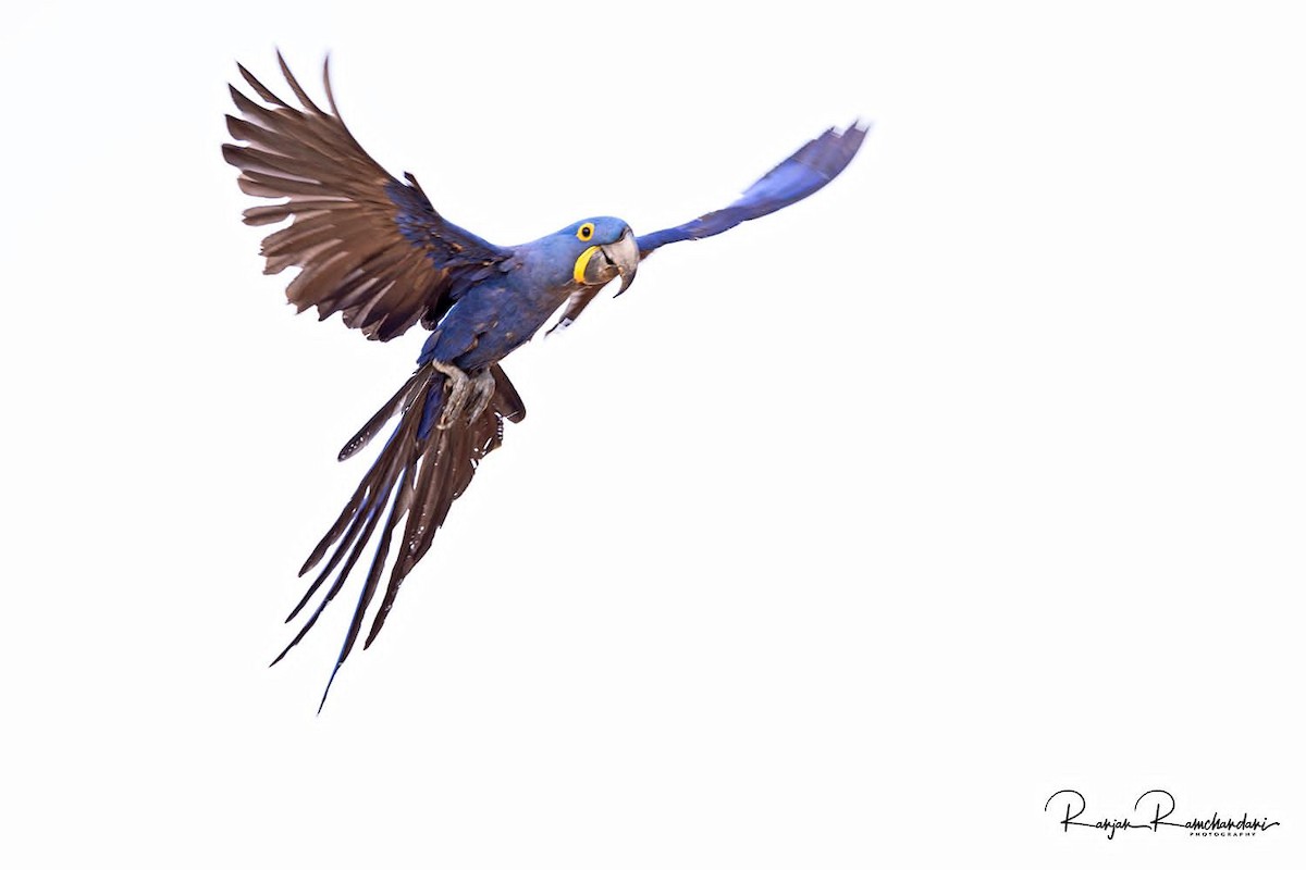 Hyacinth Macaw - Alex  biologist tour guide Gasparetour Pantanal  tours