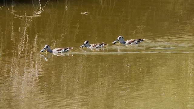 Pink-eared Duck - ML625288501