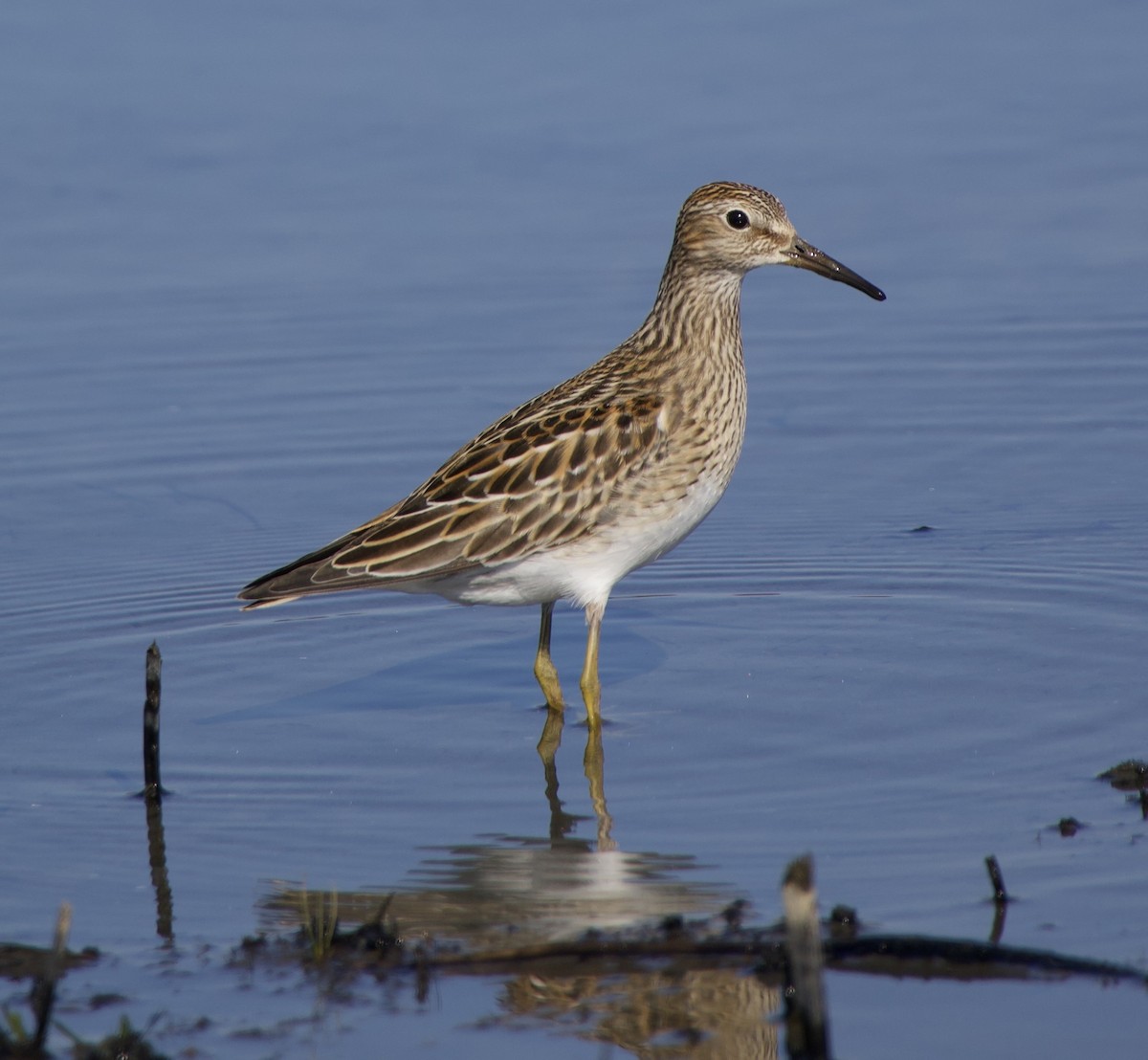 Pectoral Sandpiper - ML625288502