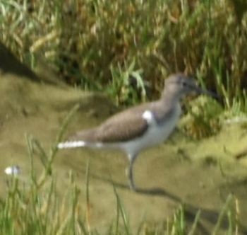 Common Sandpiper - ML625288507