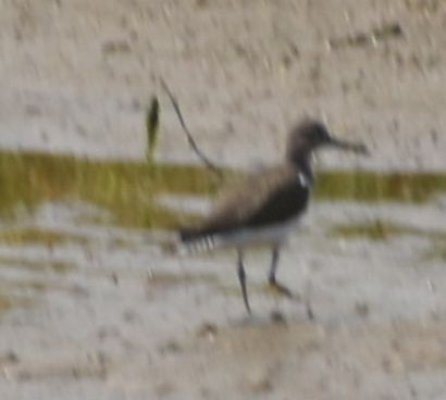 Common Sandpiper - ML625288508