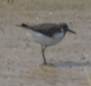 Common Sandpiper - ML625288509