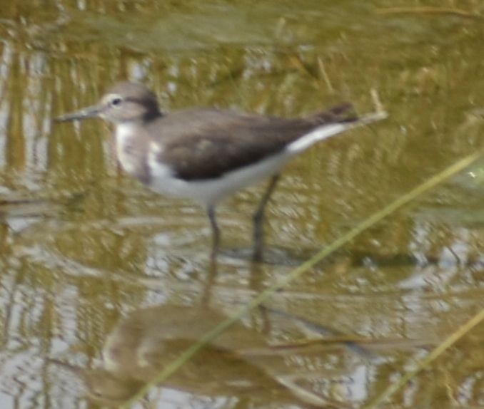 Common Sandpiper - ML625288510