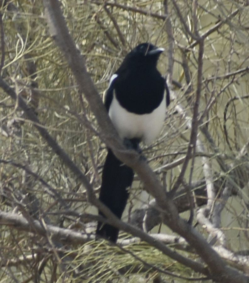 Eurasian Magpie - ML625288512