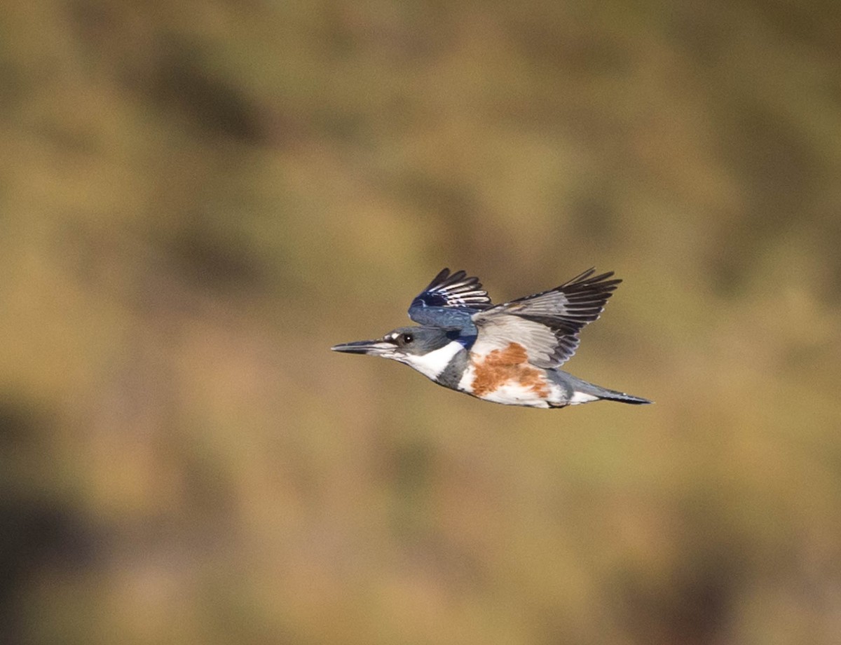 Belted Kingfisher - ML625288513