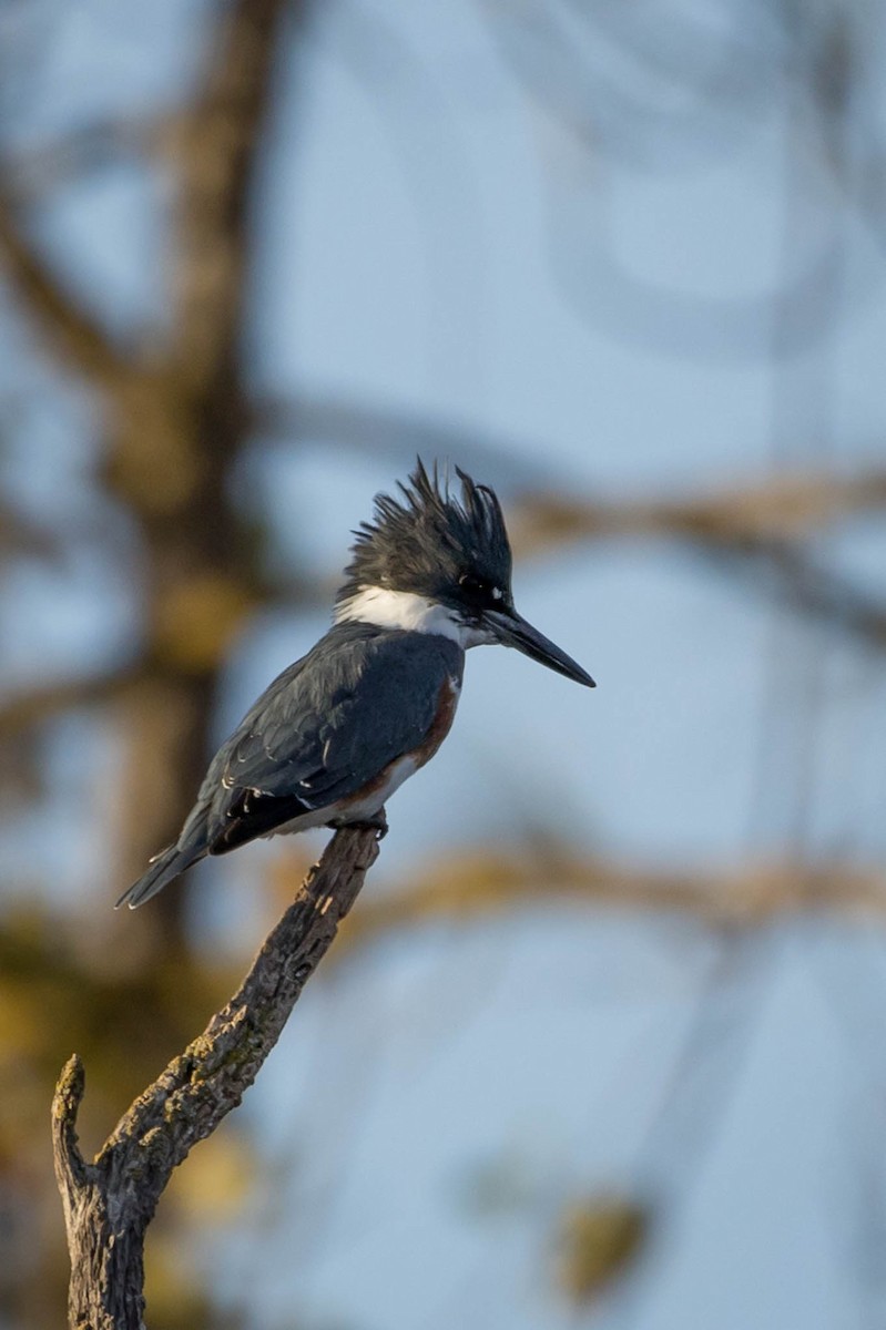 Belted Kingfisher - ML625288514