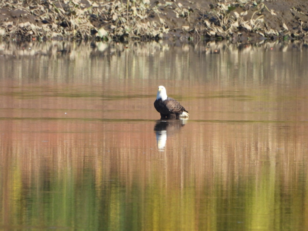 Bald Eagle - ML625288516