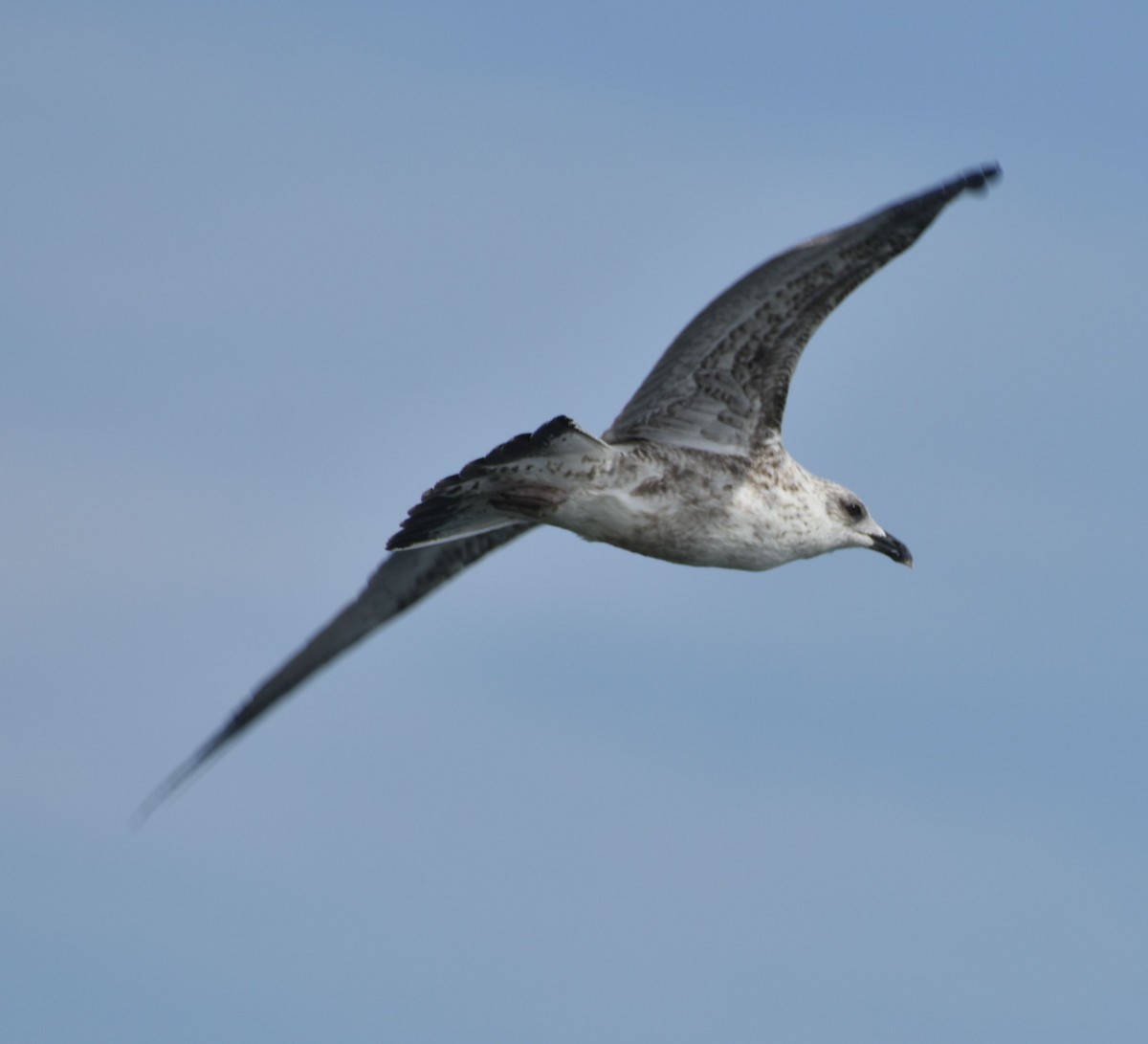 gull sp. - ML625288518