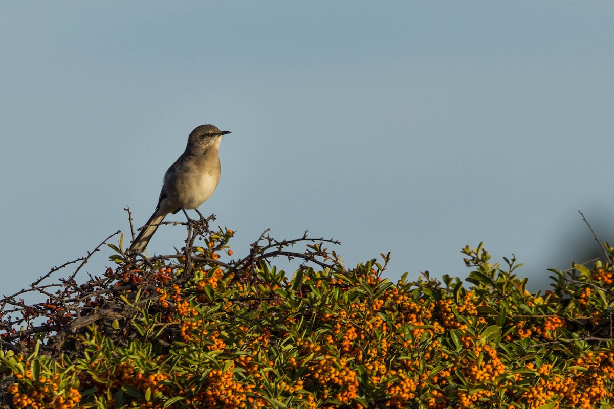 Northern Mockingbird - ML625288519