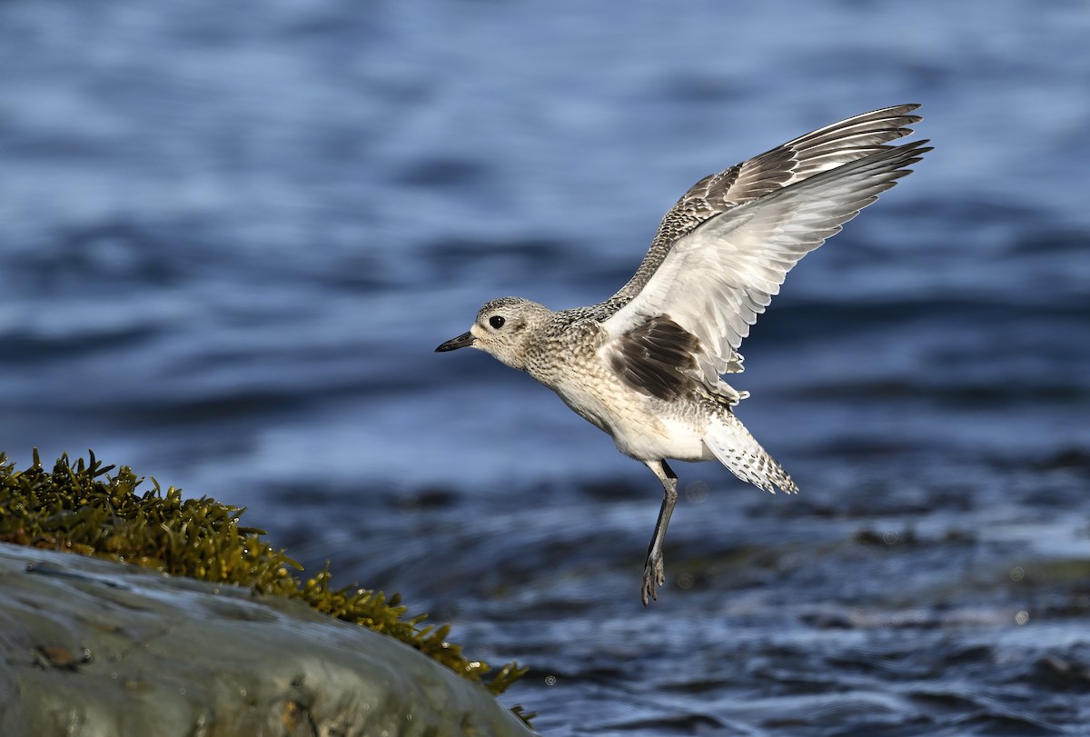 Black-bellied Plover - ML625288520