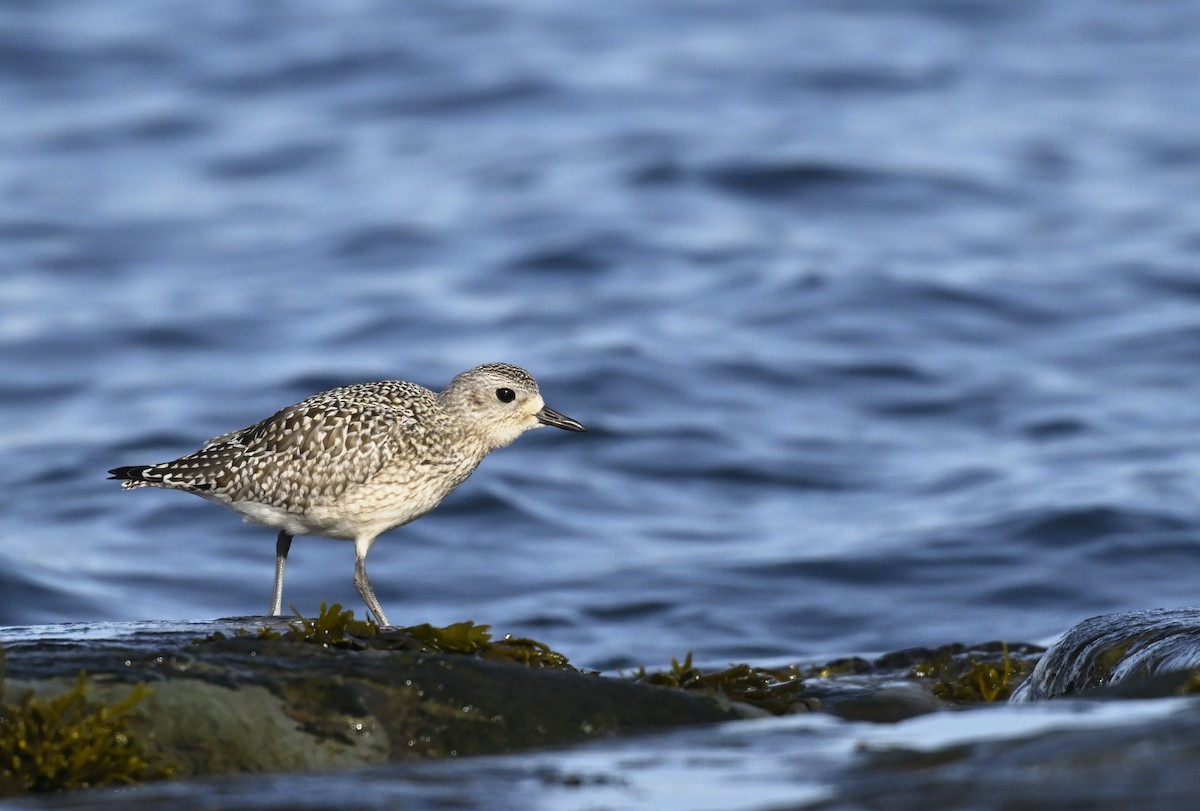 Black-bellied Plover - ML625288524