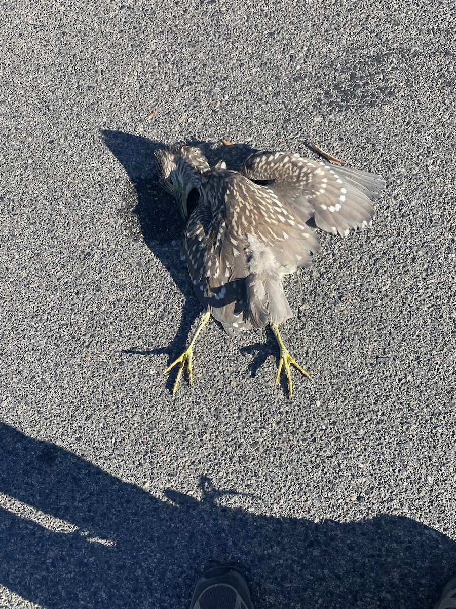 Black-crowned Night Heron - ML625288529