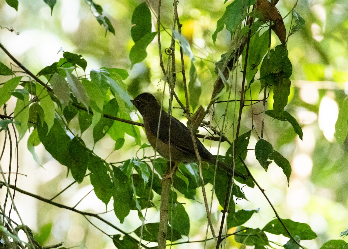 Yellow-legged Thrush - ML625288531