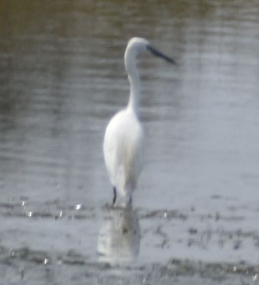 Little Egret - ML625288533