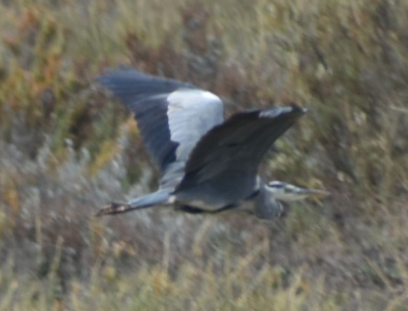 Gray Heron - ML625288535