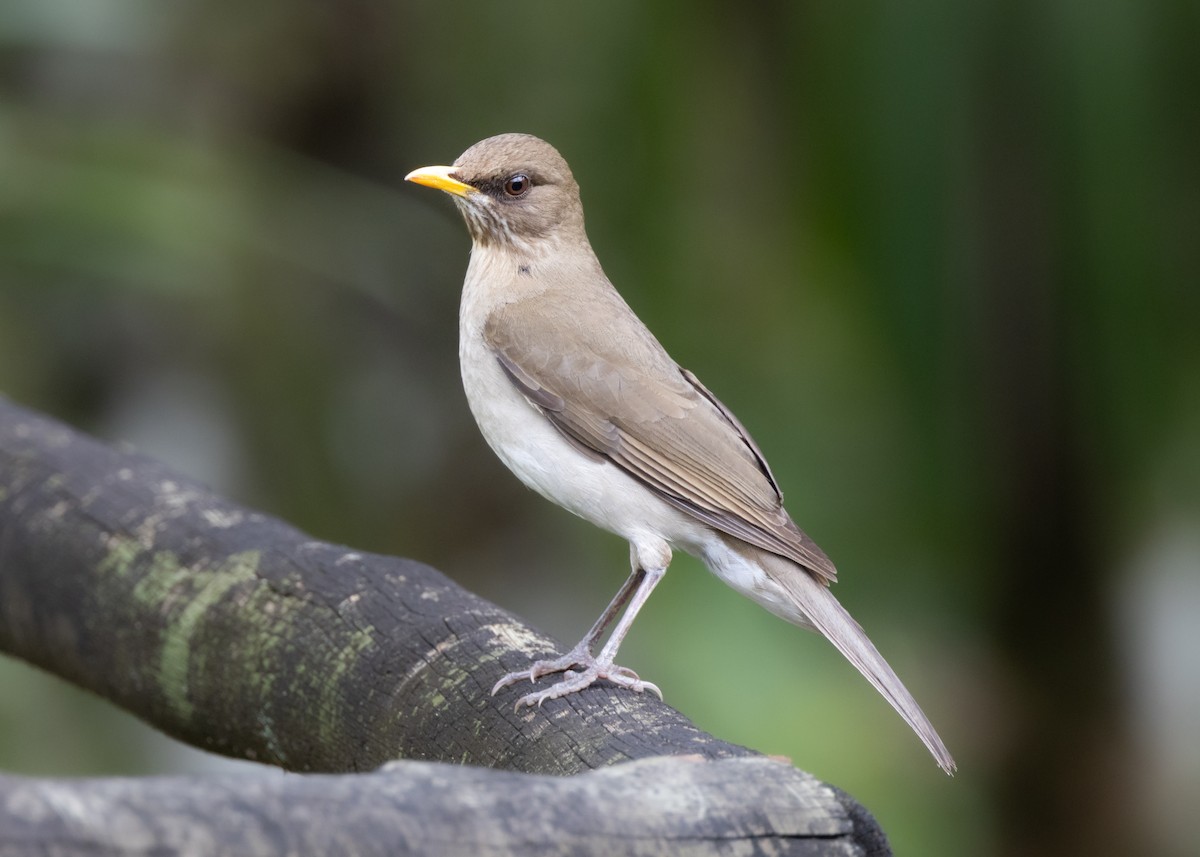 Pale-breasted Thrush - ML625288536