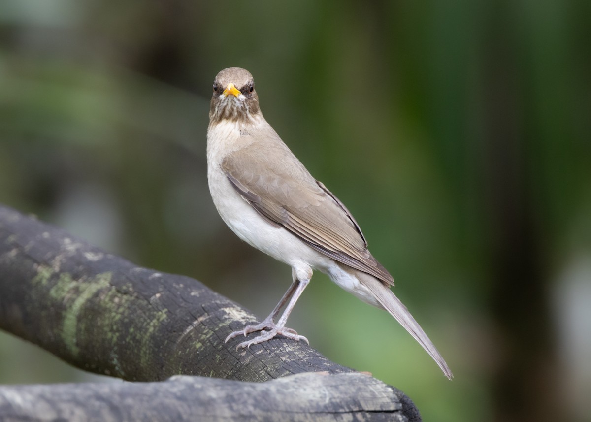 Pale-breasted Thrush - ML625288537