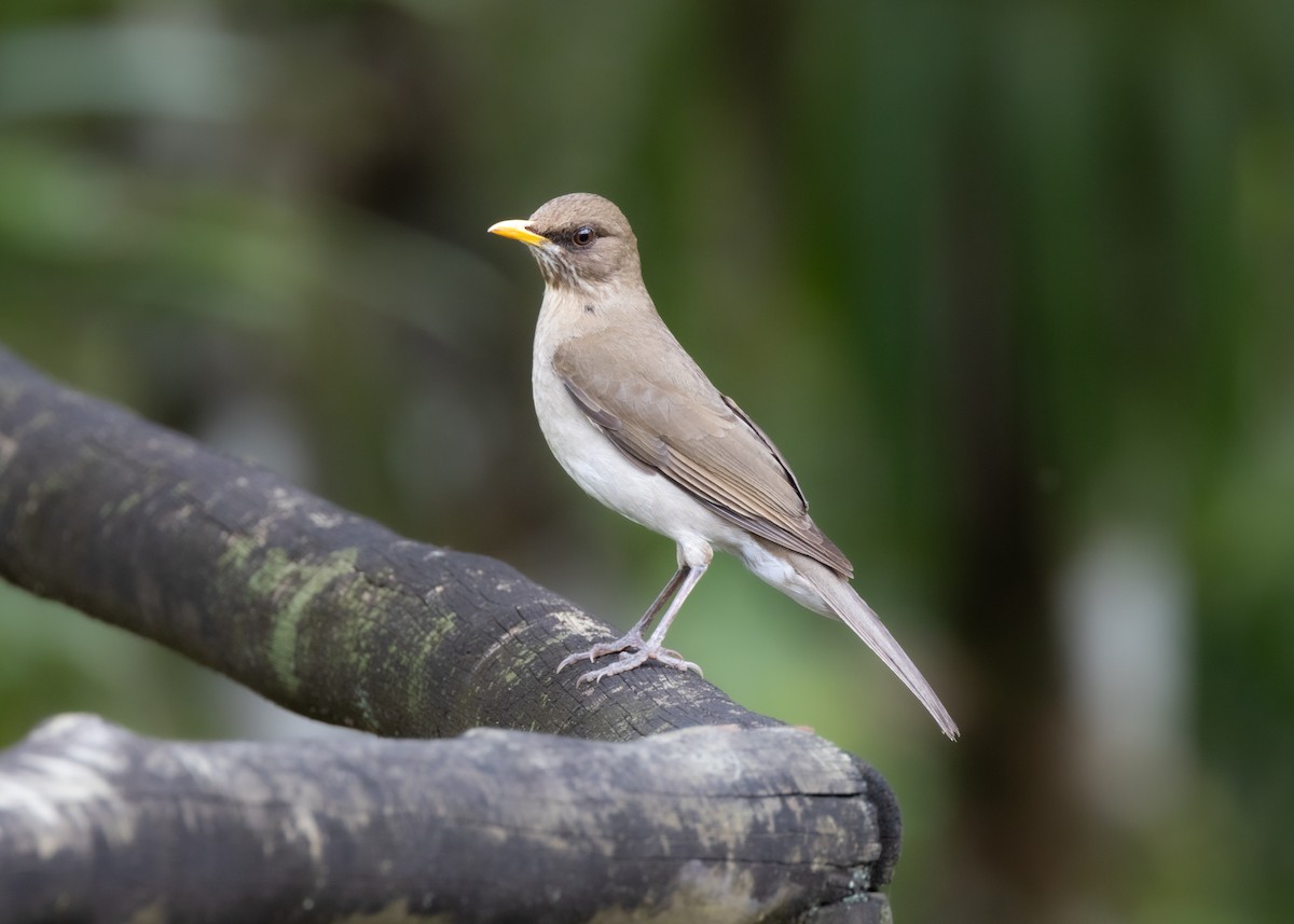 Pale-breasted Thrush - ML625288538