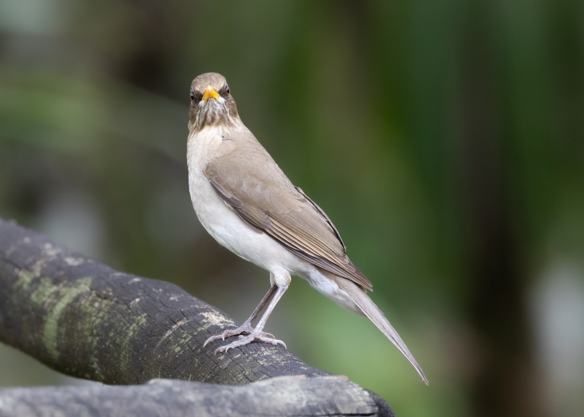 Pale-breasted Thrush - ML625288539