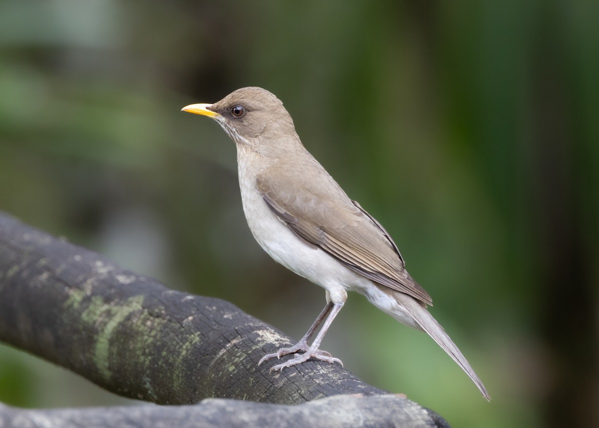 Pale-breasted Thrush - ML625288540