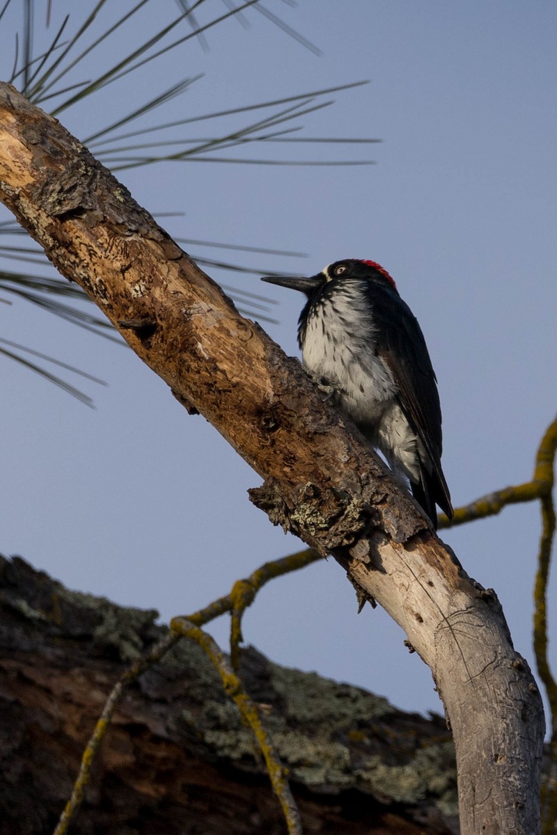 Acorn Woodpecker - ML625288545