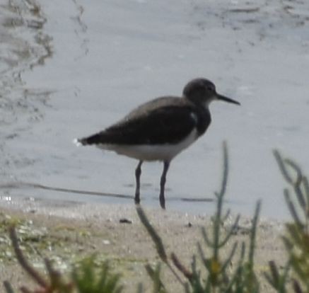 Common Sandpiper - Sally Anderson