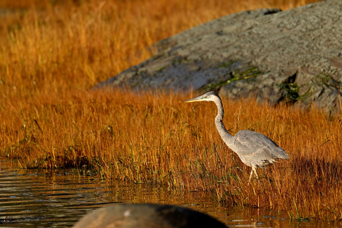 Great Blue Heron - ML625288616