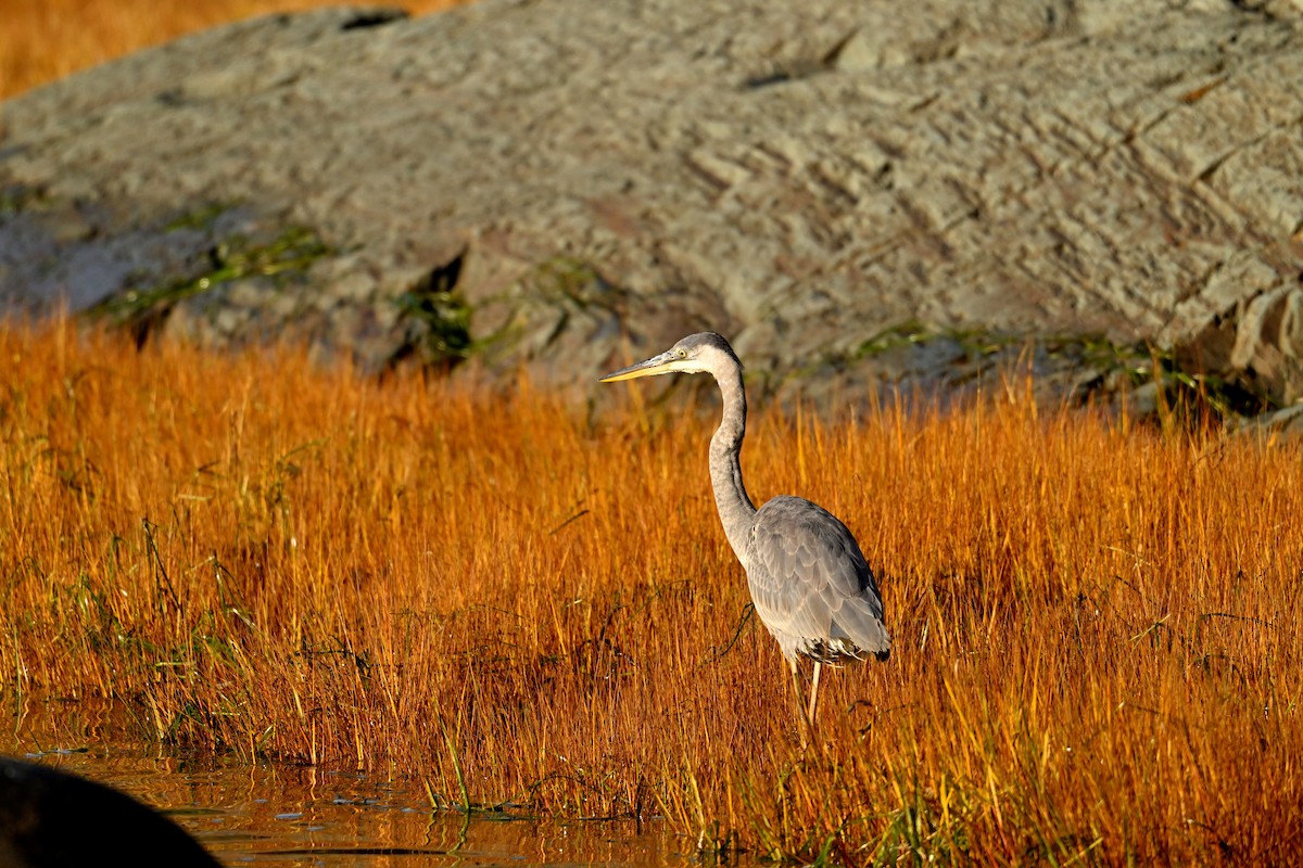 Great Blue Heron - ML625288618