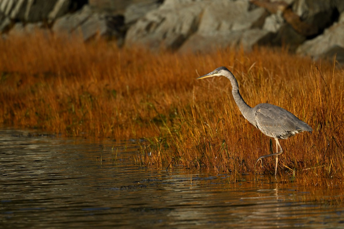 Great Blue Heron - ML625288619