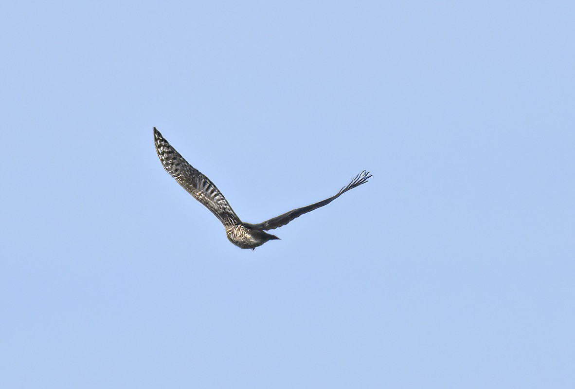 American Goshawk - ML625288702