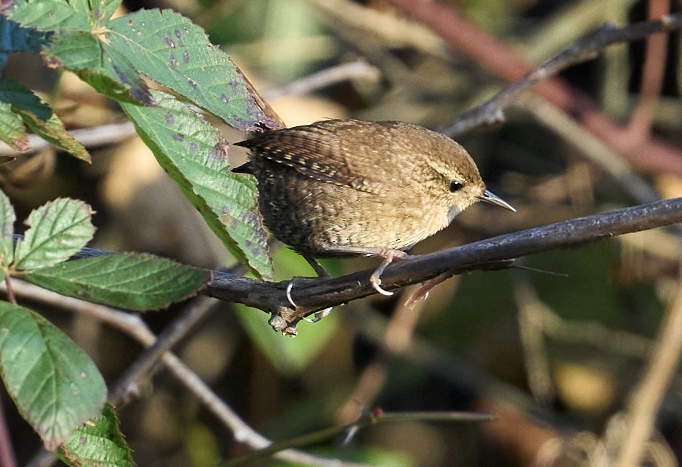 Winter Wren - Bill Thompson