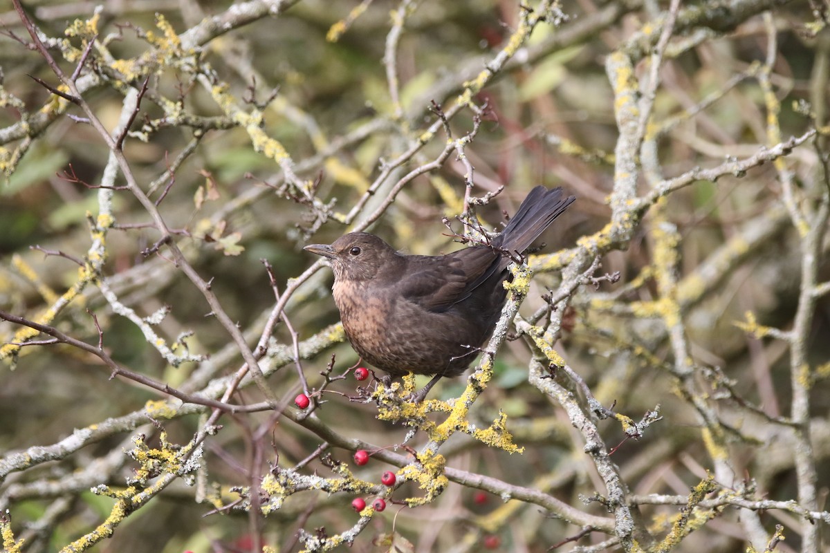 Amsel - ML625288742