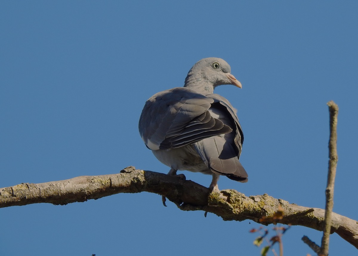 Common Wood-Pigeon - Marta Cuesta Fernández