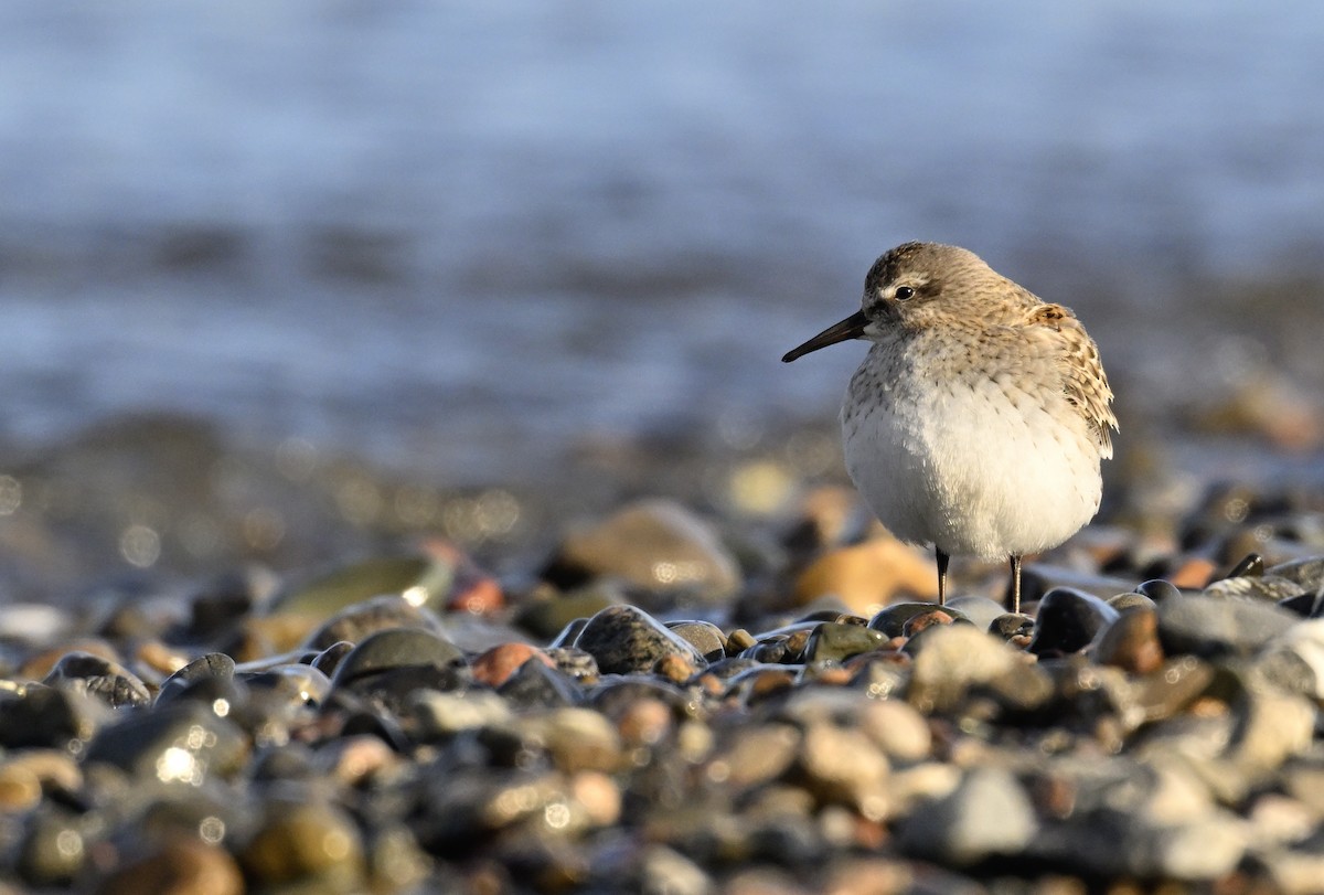 Weißbürzel-Strandläufer - ML625288747