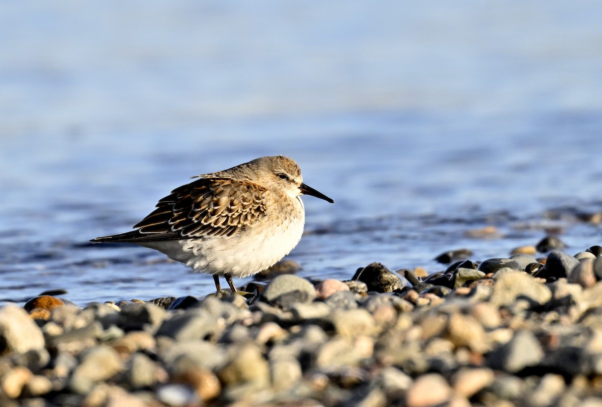 White-rumped Sandpiper - Serge Rivard