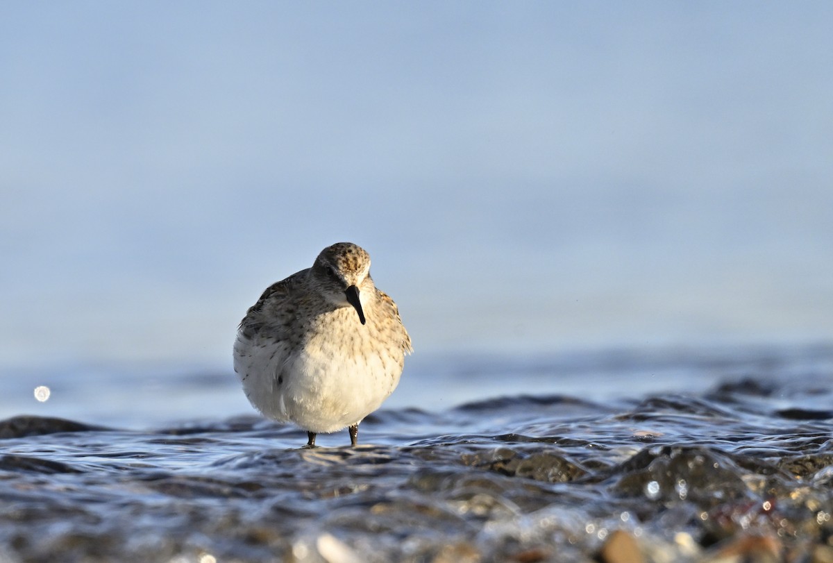 Weißbürzel-Strandläufer - ML625288749