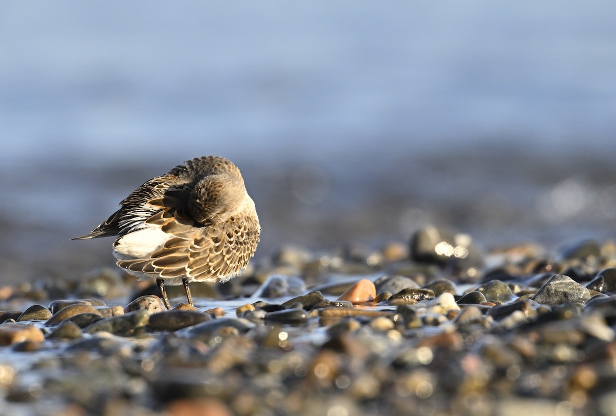 Weißbürzel-Strandläufer - ML625288750