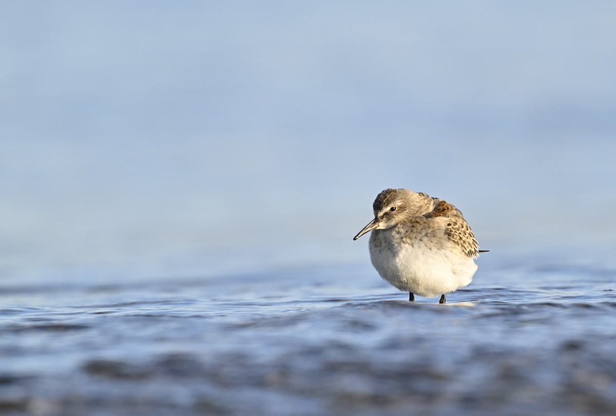 White-rumped Sandpiper - ML625288751