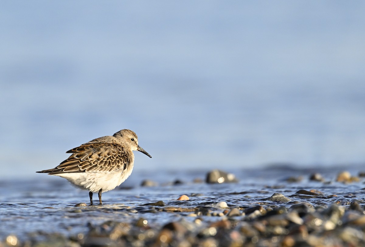 White-rumped Sandpiper - ML625288753