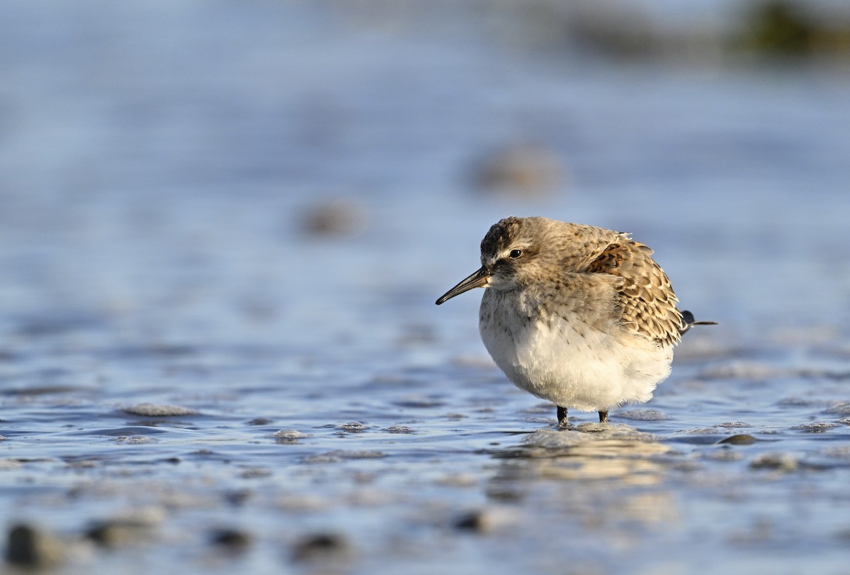 White-rumped Sandpiper - ML625288754