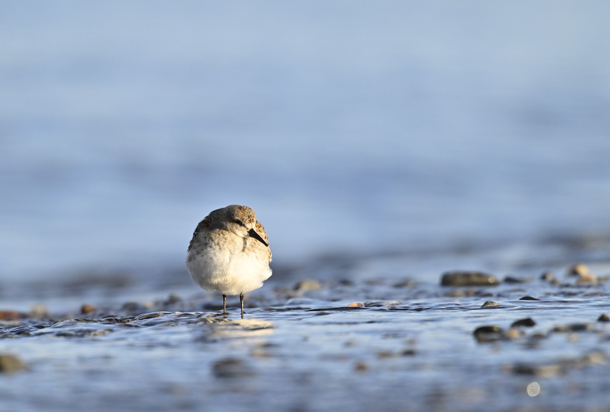 White-rumped Sandpiper - ML625288755