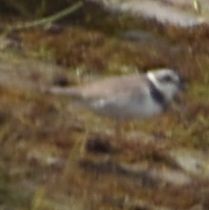 Common Ringed Plover - Sally Anderson