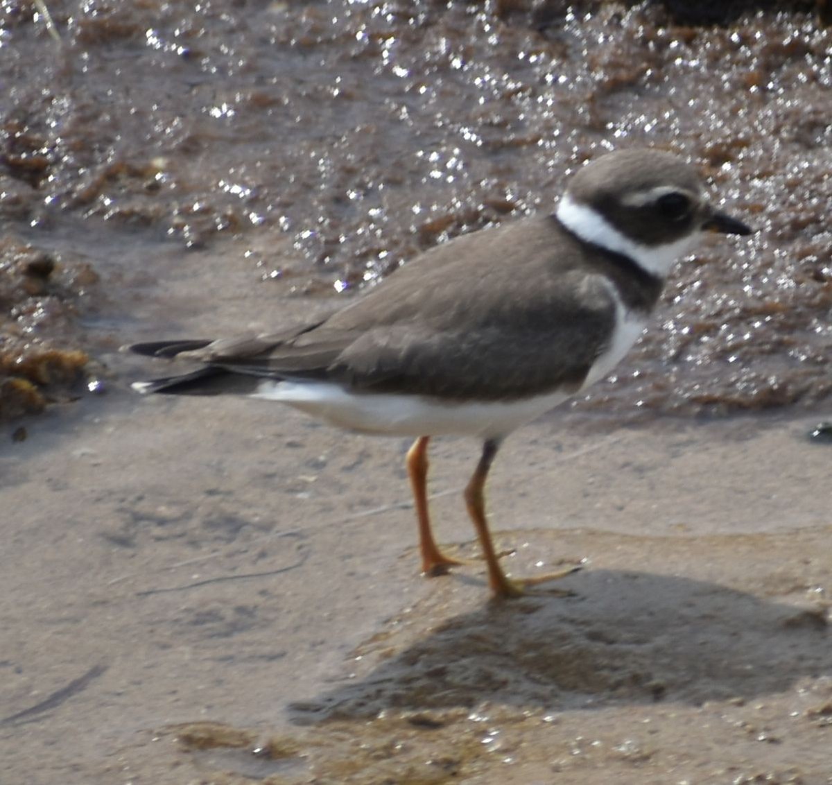 Sandregenpfeifer - ML625288764