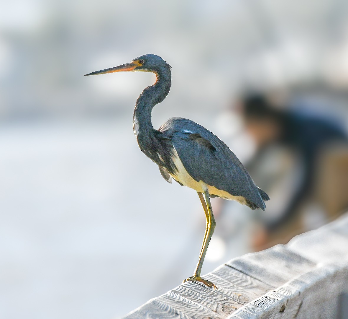 Tricolored Heron - Jenn Clementoni