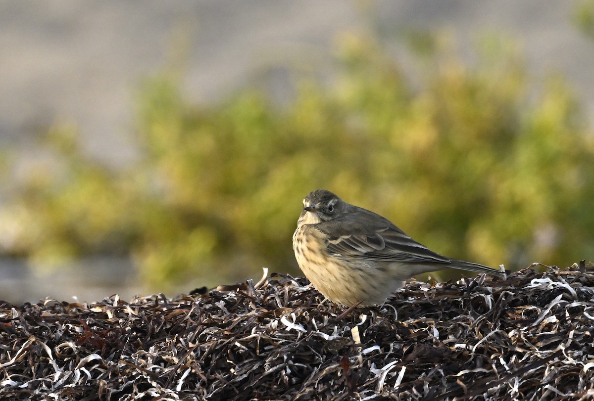 American Pipit - ML625288768