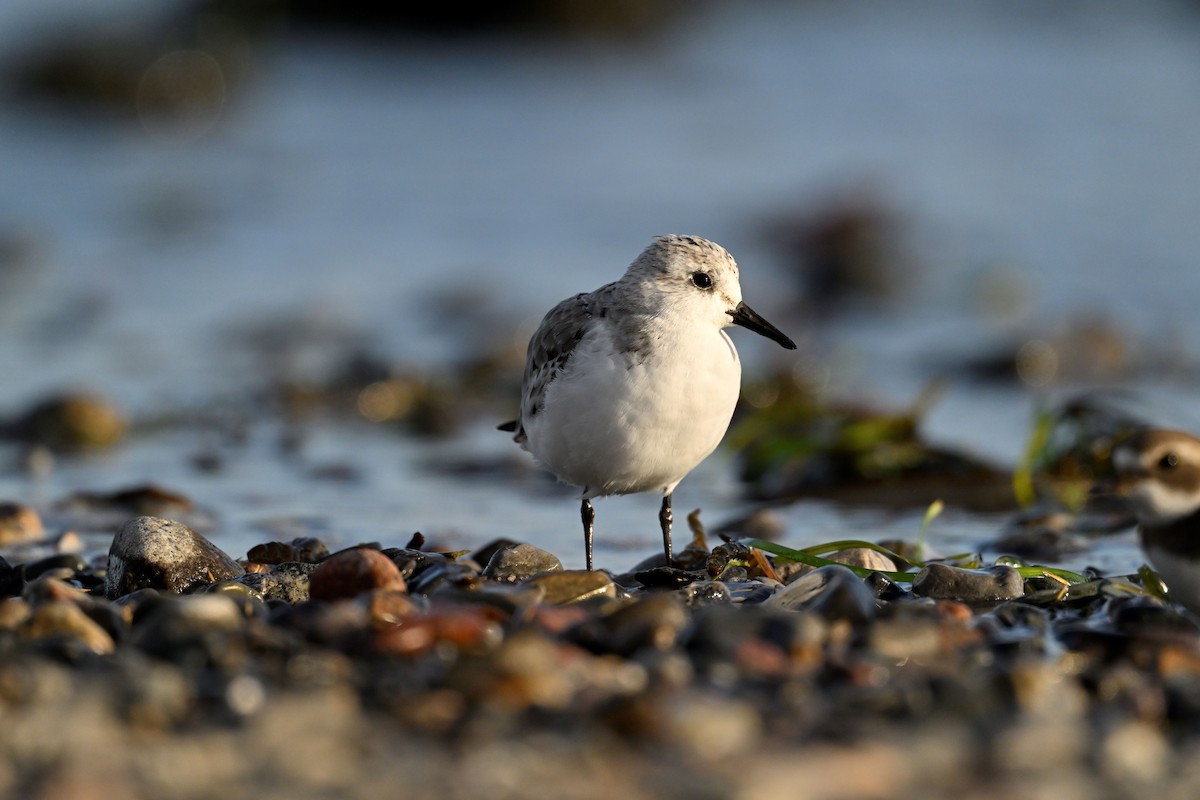 Black-bellied Plover - ML625288821