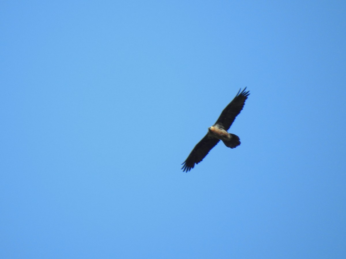 Bearded Vulture - ML625288838