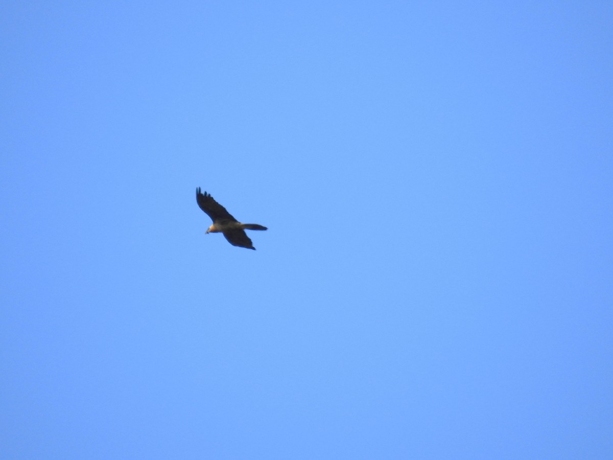 Bearded Vulture - ML625288839